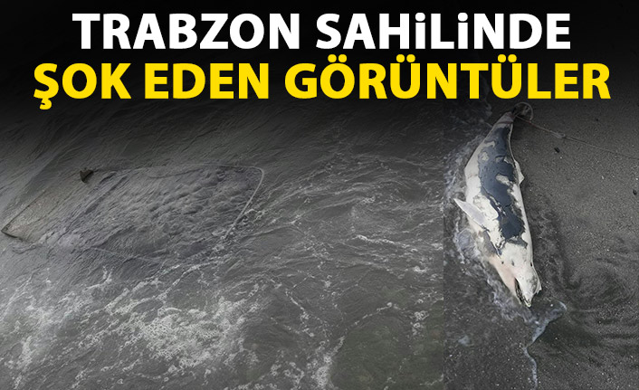 Trabzon sahilinde karaya vuranlar şok etti