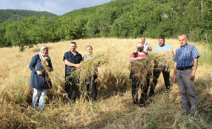 Artvin'de buğday hasadı başladı