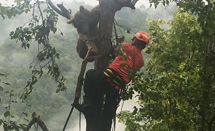 Rize'de ayı operasyonu! Böyle kurtarıldı