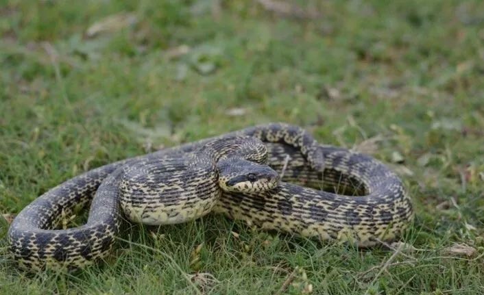 Trabzon'da da sıkça görülen yılanlar deprem habercisi mi?