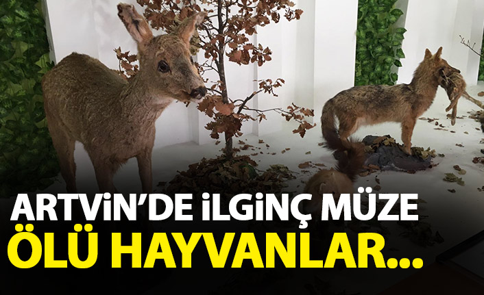 Artvin'de ilginç müze! Ölü bulunan hayvanlar...