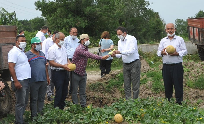 Bafra Ovası'nda ‘kavun’ hasadı başladı