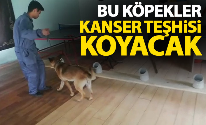 Bu köpekler kanser teşhisi koyacak!