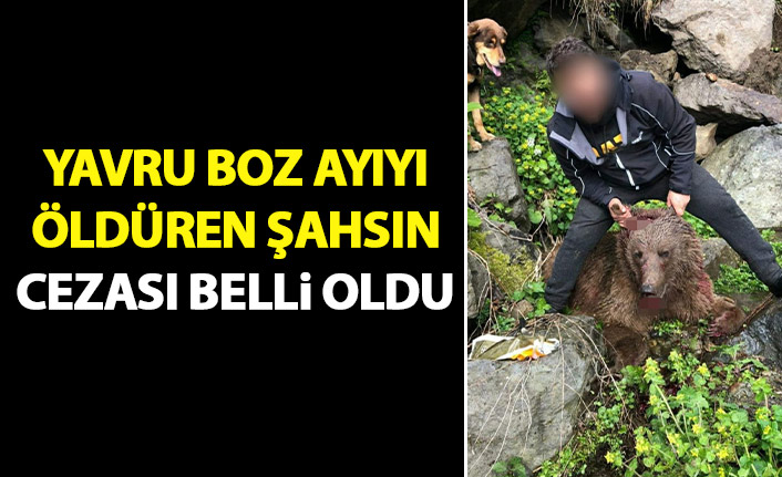 Yavru ayıyı öldüren şahsın cezası belli oldu