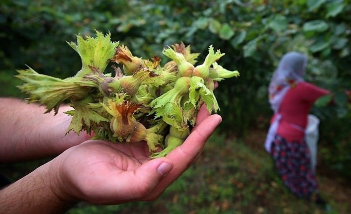 Giresun'da fındık rekoltesi çalışmaları tamamlandı