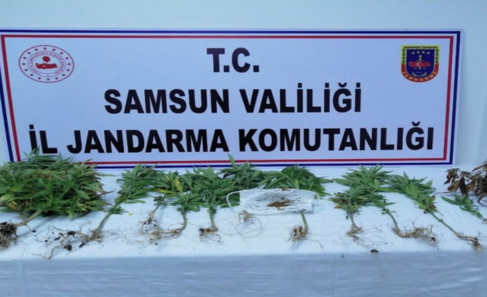 Samsun'da 162 kök kenevir ele geçirildi