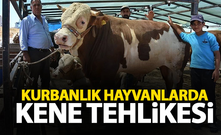 Kurbanlık hayvanlarda ‘kene’ riski