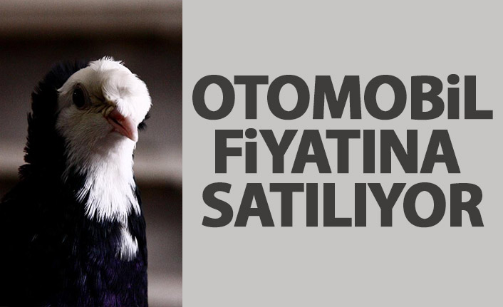 Otomobil fiyatına satılıyor belgeseli çekilecek