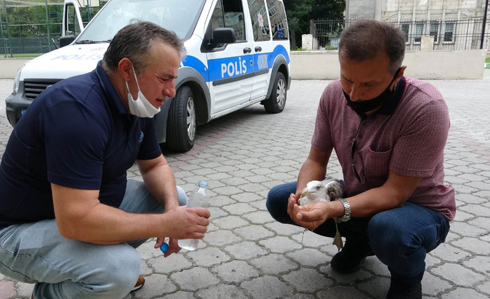 Uçamayan martıya polis şefkati