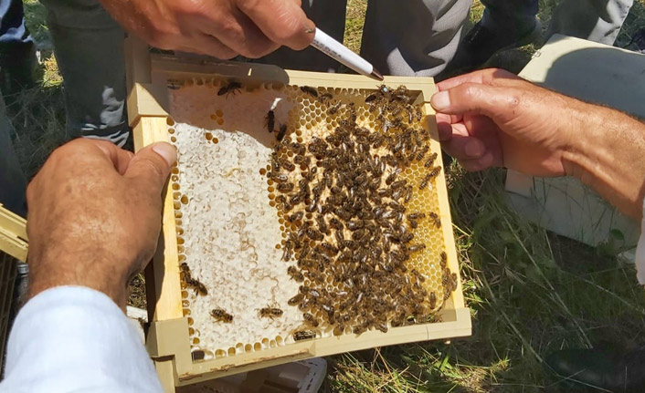 Artvin’de sezonun ilk bal hasadı yapıldı