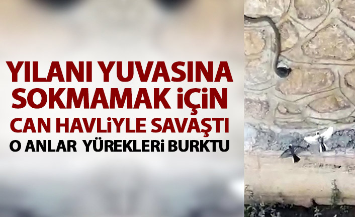 Yılanı yuvasına sokmama için mücadele etti ama başaramadı