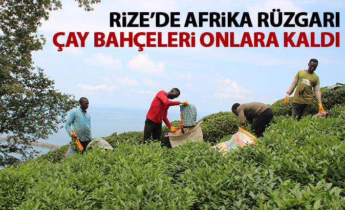 Afrikalı öğrenciler, çay hasadı yapıyor