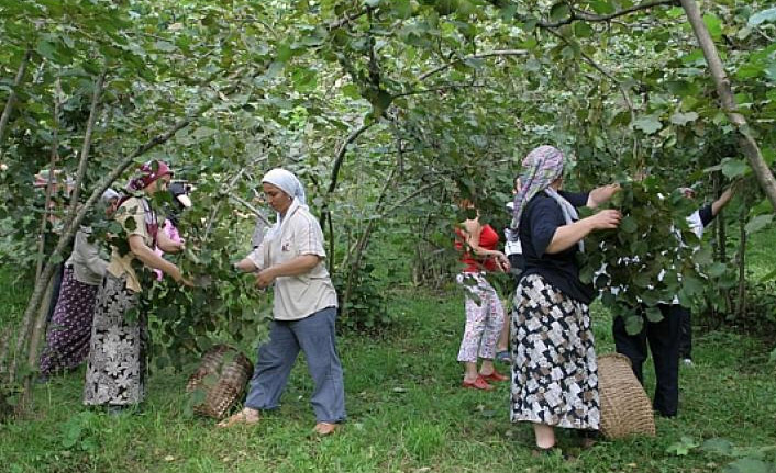 Giresun'da fındık yevmiyesi beli oldu