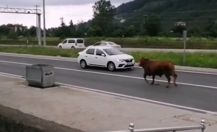 Trabzon'da pazardan kaçan tosun karayolunu karıştırdı