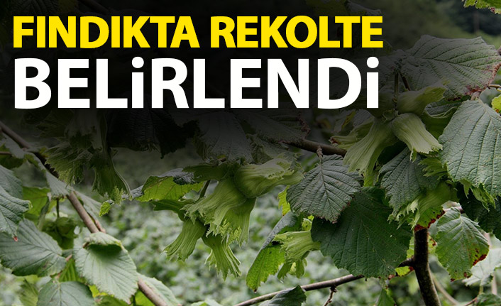  Fındıkta tahmini rekolte belirlendi