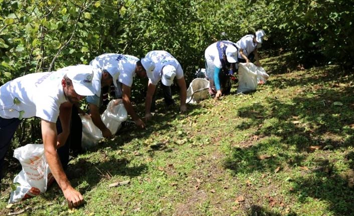 Trabzon'da fındık toplama tarihleri belirlendi