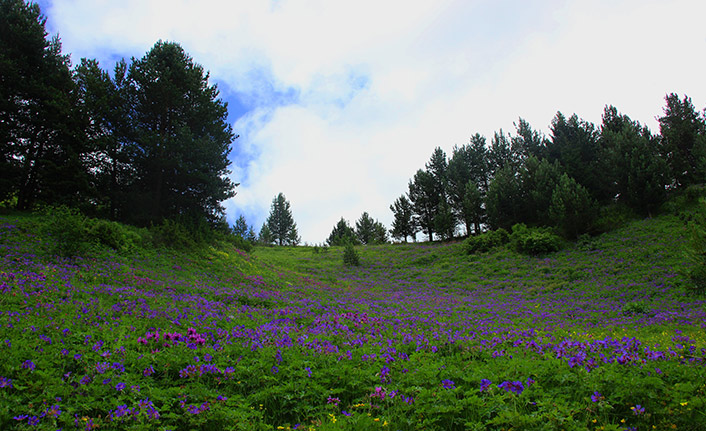 Karadeniz'de saklı bir cennet: Petnos Gölü