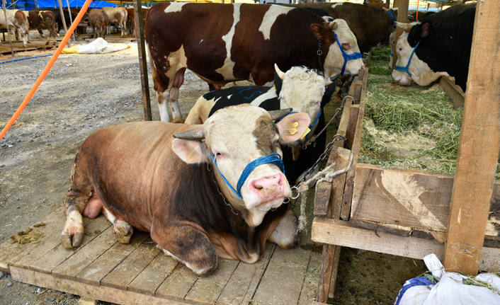 Başkan Genç açıkladı! İşte Trabzon'da kurban kesim alanları