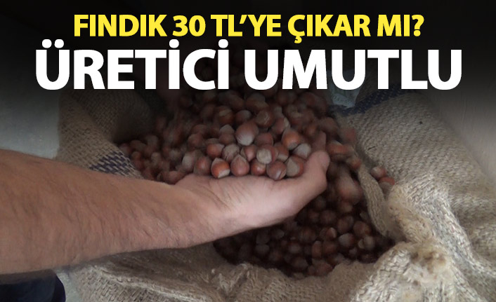 Fındığın fiyatında 30 Lira düşüncesi