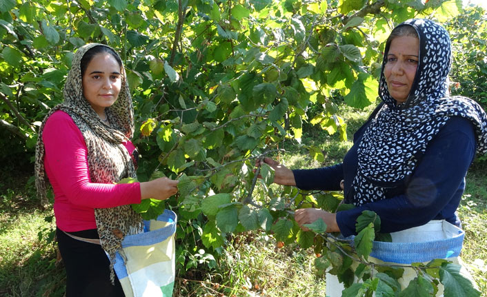 Karadeniz’de fındık hasadı erken başladı