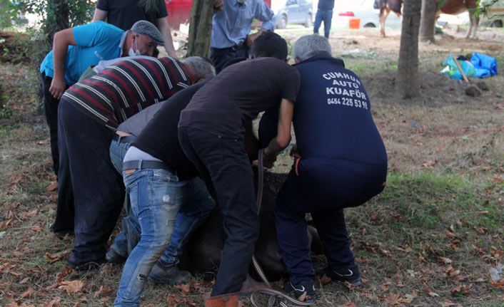 Giresun’da kurban kesimi başladı, fiyatlar düştü