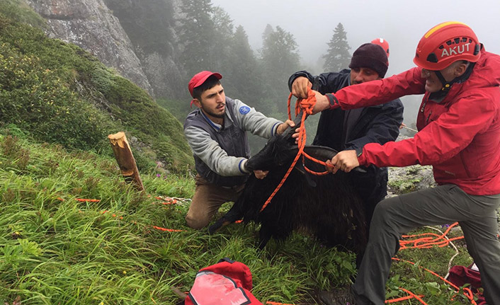 AKUT'tan keçi kurtarma operasyonu