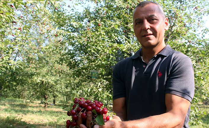 Vişne ve kiraz ağacı dikti, tonlarca ürünü dalından satıyor