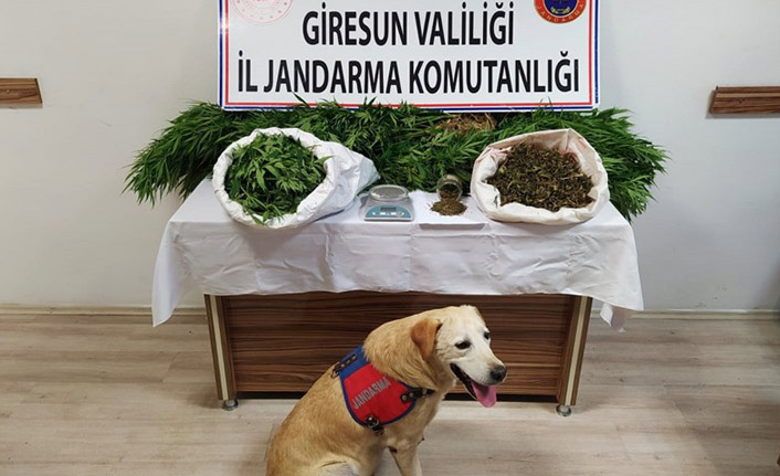 Giresun'da operasyon! 2 kardeş tutuklandı