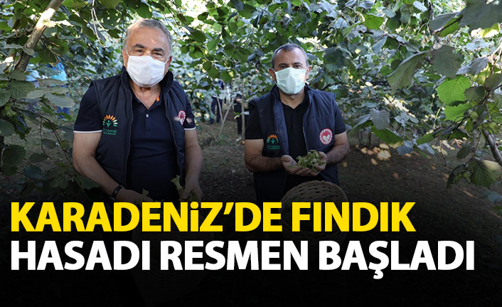 Karadeniz'de fındık hasadı resmen başladı