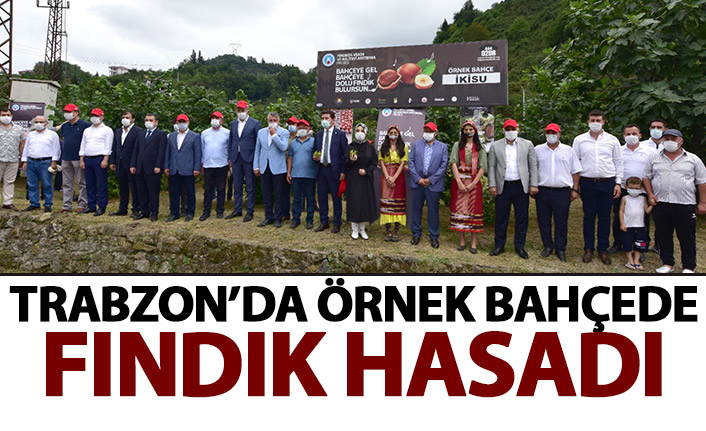 Trabzon'da örnek bahçede fındık hasadı