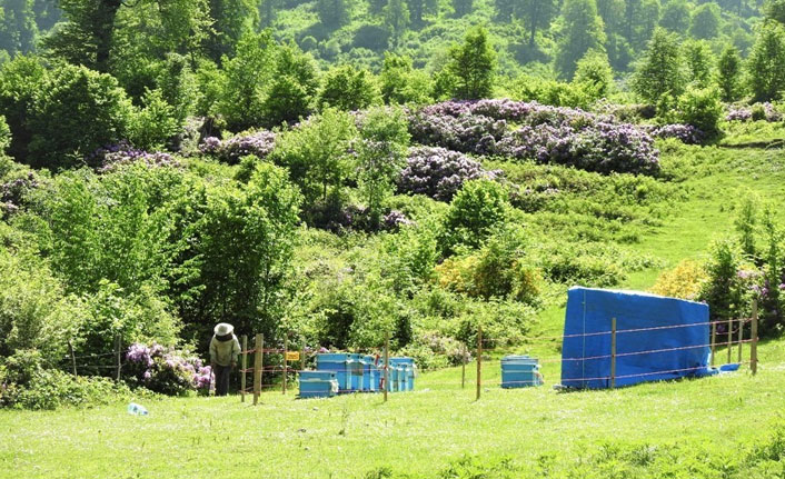 Arıcılar için 9 bal ormanı kuruldu