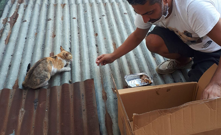 Mahsur kalan kediyi hayvan ambulansı kurtardı