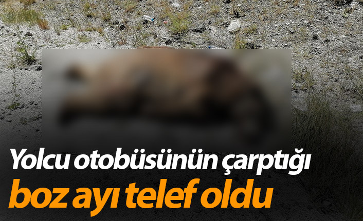 Yolcu otobüsünün çarptığı boz ayı telef oldu