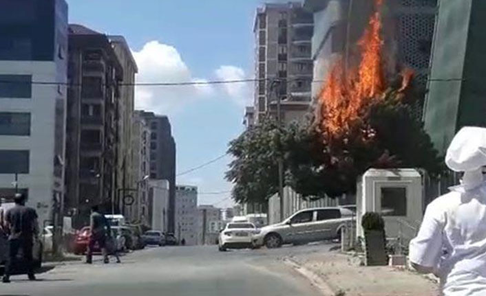 Yanan elektrik kabloları ağacı sardı