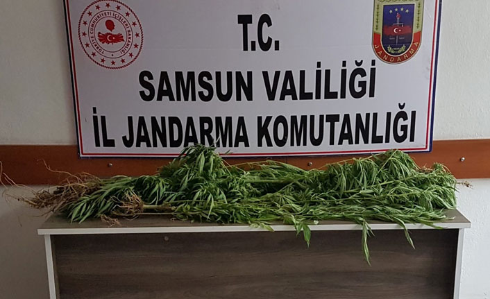 Terme’de jandarmadan operasyon