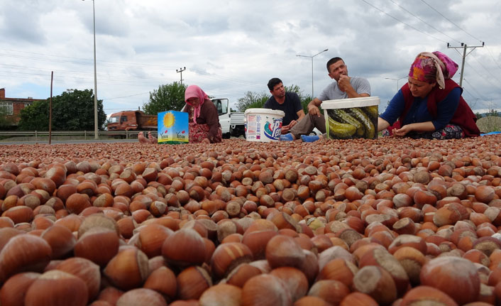 Karadeniz Sahil Yolu kenarları, fındık harmanı oldu