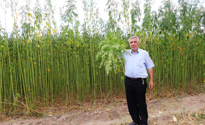 Kenevirler hasat için gün sayıyor