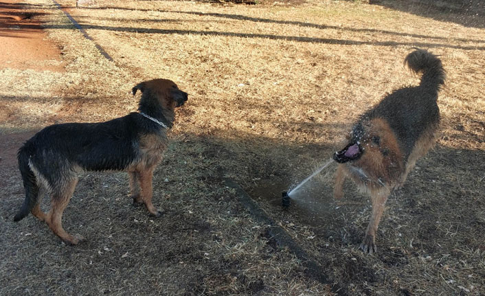 Sıcaktan bunalan köpeklerin fıskiye keyfi