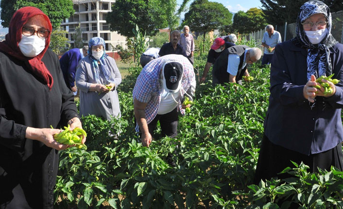 Huzurevinde hasat zamanı