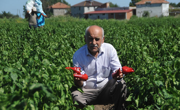 Kapya biber yüz güldürüyor