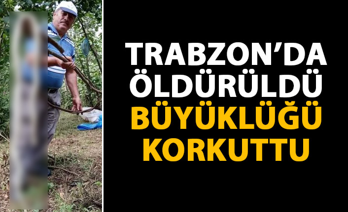 Trabzon’da öldürülen yılan korkuttu