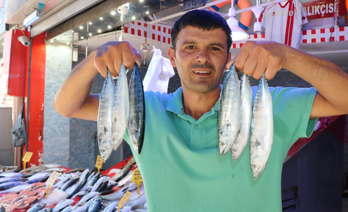 Sezonun ilk palamutları görücüye çıktı