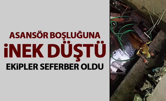 Asansör boşluğuna düşen inek kurtarıldı