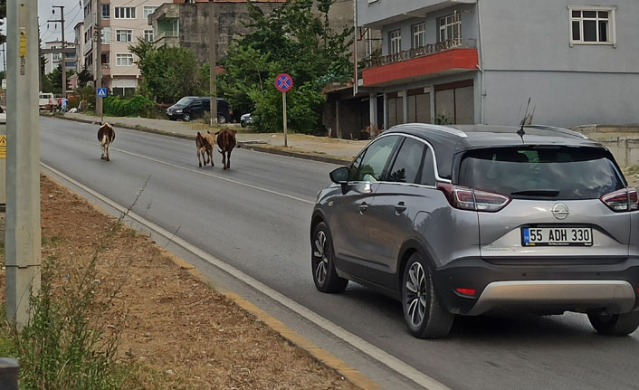 Karayolunda büyükbaş hayvanlar trafiği aksattı