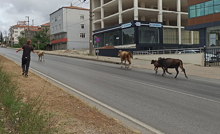 Karayolundan büyükbaş hayvan sıkıntısı