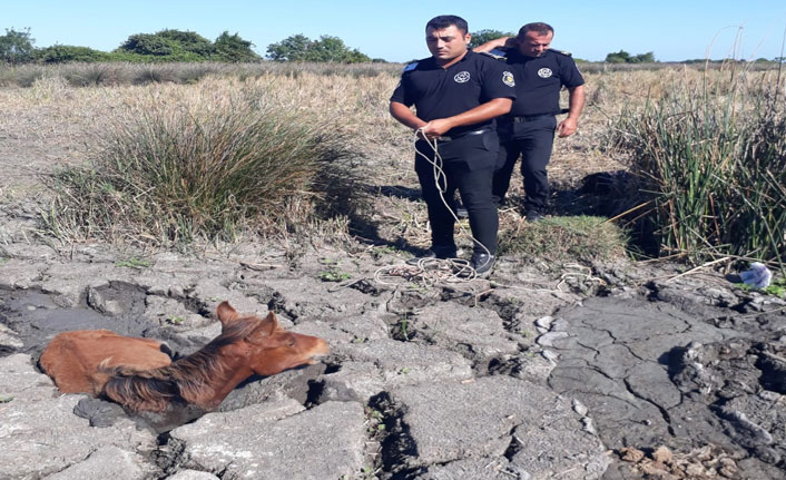 Çamura saplanan ‘tay’ kurtarıldı