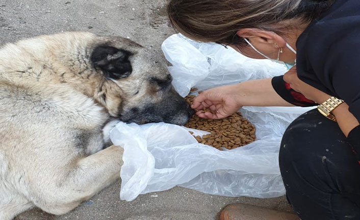 Selin vurduğu ilçede sokak hayvanları da unutulmadı