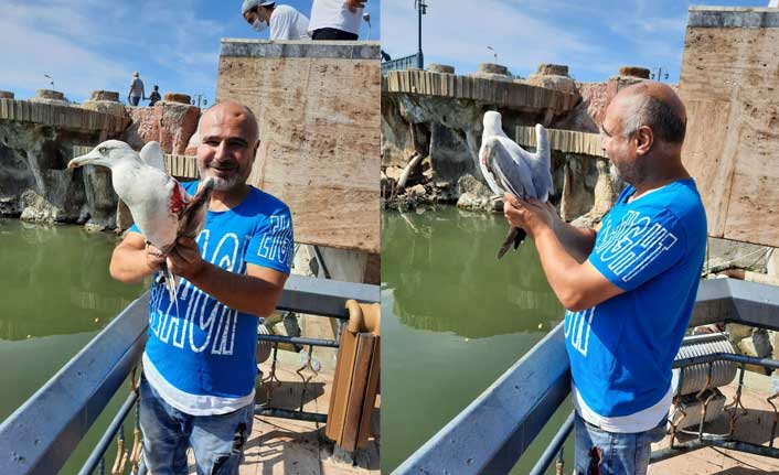 Yaralı martıyı tedavi ettirip doğaya bıraktı