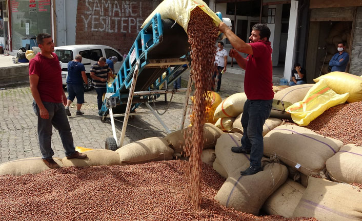 Fındık manavlarının yoğun mesaisi başladı