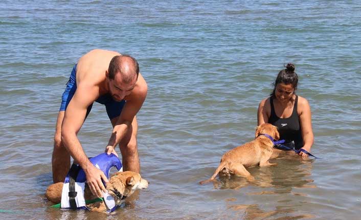 Engelli köpekleri eğlendiren tedavi